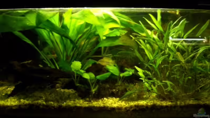 20.06.08 von Julian Garnisch (4)