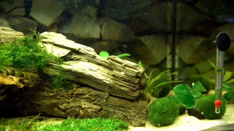 20.06.09 von Danubia (7)