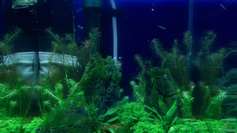 20.06.10 von Arami Gurami (4)