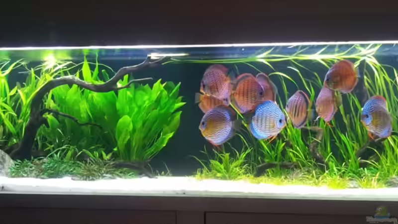 20.06.2012 von Dani B (16)