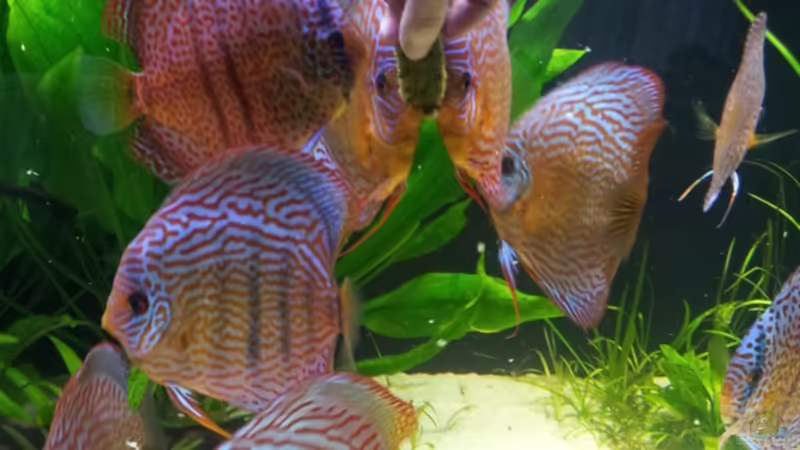 20.06.2012 von Dani B (23)