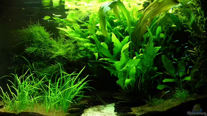 20.06.2014 noch mit Leuchtstoffröhren von Christian Grunwald (3)