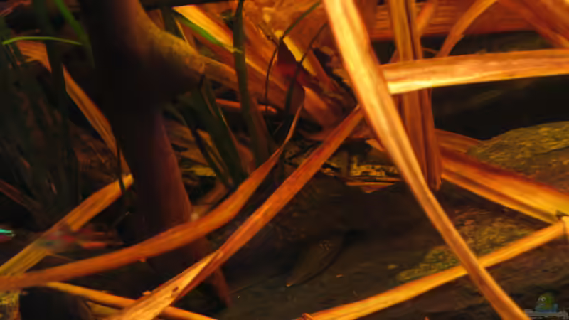 Aquarien mit Baryancistrus demantoides (L 200 Hifin)