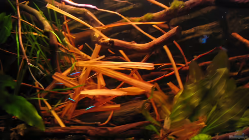 20.06.2015 Dickicht, mitte-links von der Theoretiker (15)