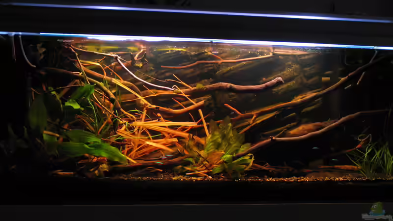 20.06.2015 Totale von der Theoretiker (14)