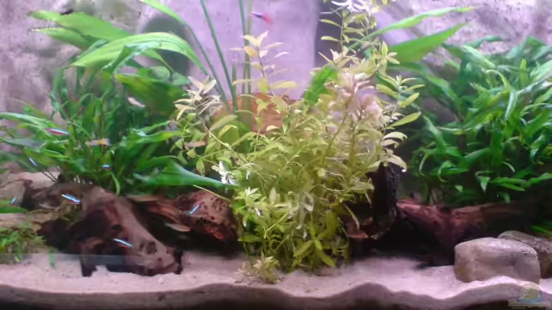 20.07.08 von Thorsten Hoch (3)