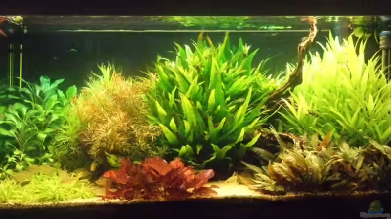 20.07.2008 Komplett umgestellt von Sascha Finke (3)