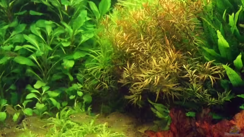 20.07.2008 linke Seite von Sascha Finke (4)