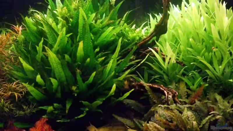 20.07.2008 rechte Seite von Sascha Finke (5)