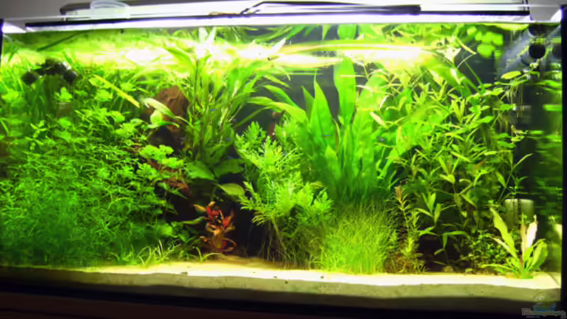 20.07.2009 ~ Gesamtansicht von Quyrill (14)