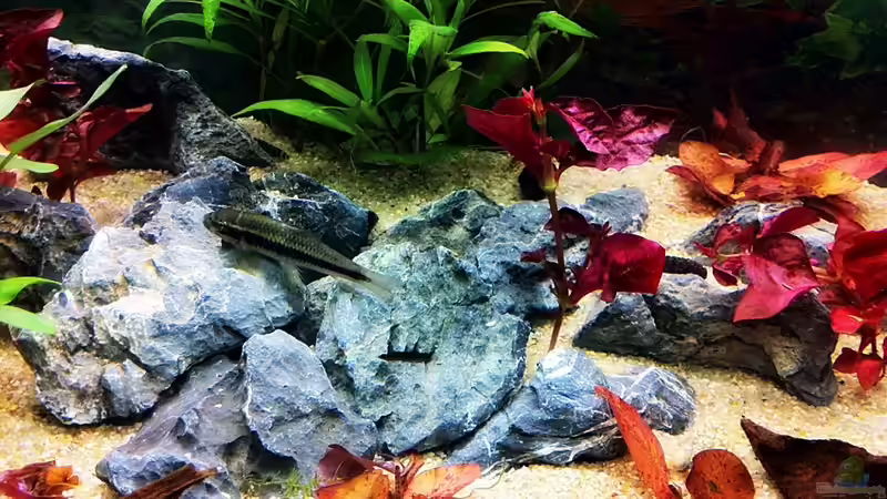 20.07.2011 Garra ?? von Sebastian Philipp (32)