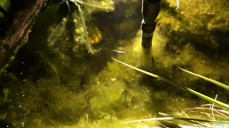 20.07.2021 Medaka am Abend 2 von herkla (31)