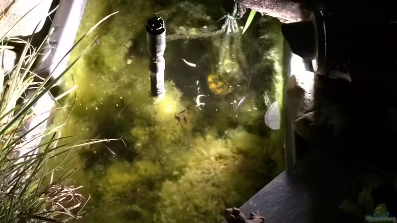 20.07.2021 Medaka am Abend 3 von herkla (32)