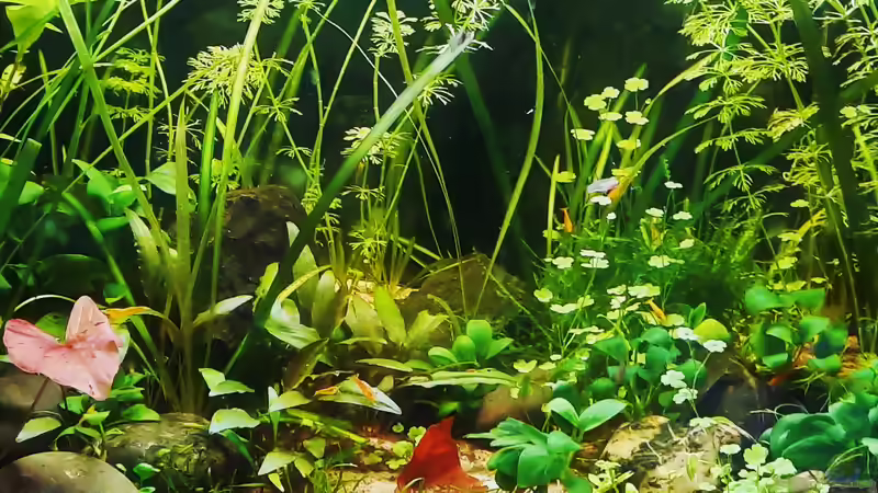 20.07.2021 von okefenokee (38)