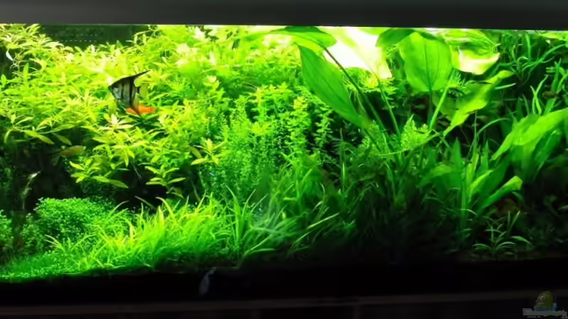 20.08.2010 von Microsash (10)