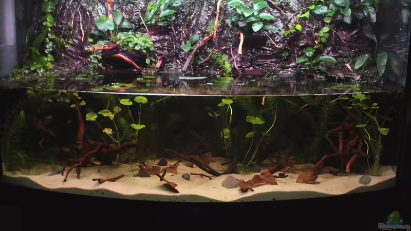 20.08.2013 von Koehler (6)