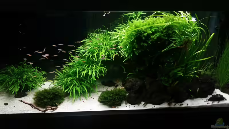 20.08.2017 von PanzerwelsFan (1)