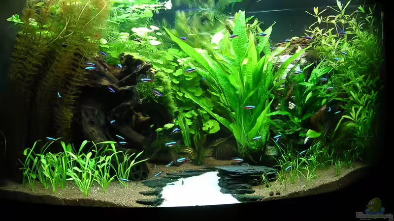 20.09.11 - nach WW und aussortieren von Algen von Christian Grunwald (10)