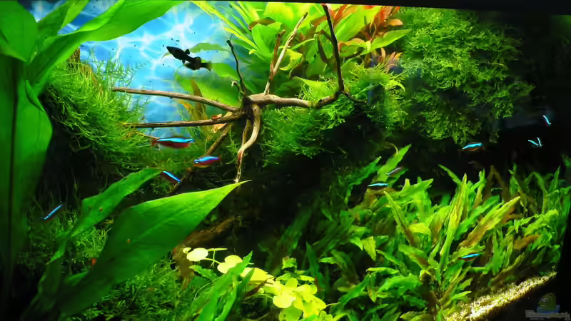 20.09.15 von der linken Seite von Der Nicky (8)