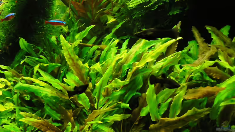 20.09.15 von Der Nicky (22)