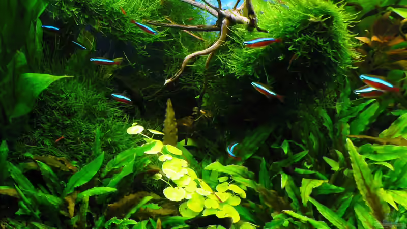 20.09.15 von Der Nicky (23)