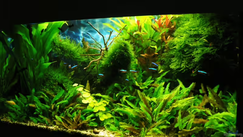 20.09.15 von Der Nicky (9)