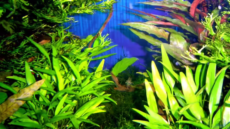 20.10.2006 Amano Garnele in der Lichtung. von David Weidenbacher (37)