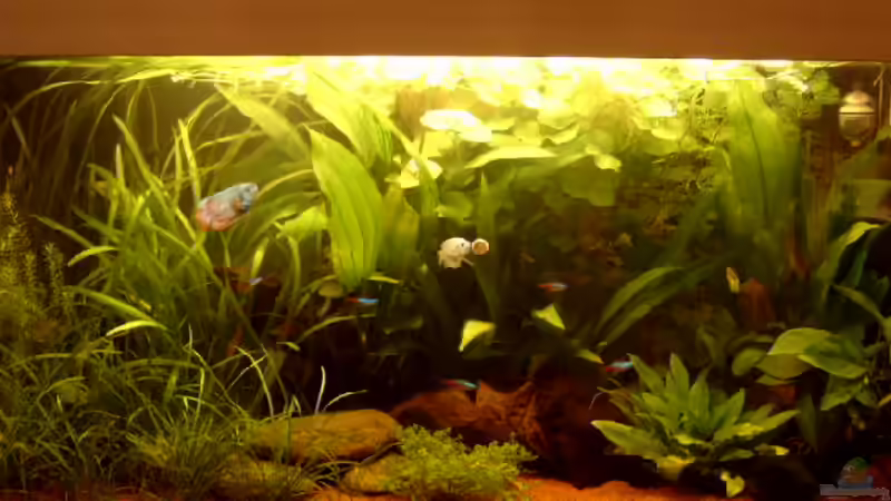 20.10.2006 von Thomas Kurth (8)