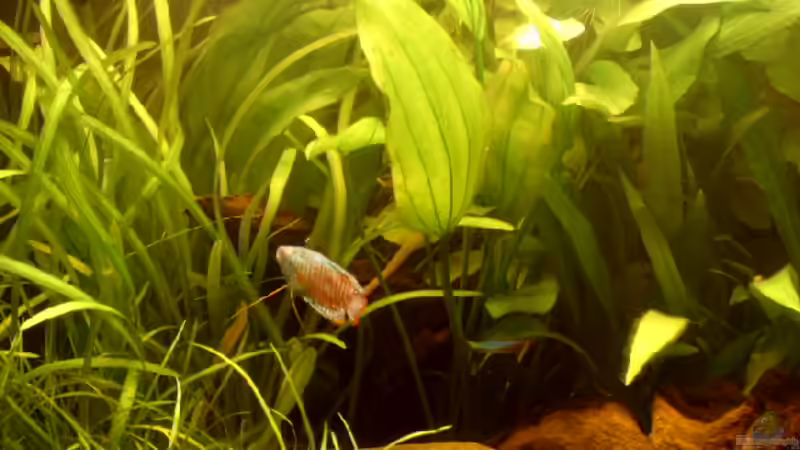 20.10.2006 von Thomas Kurth (9)