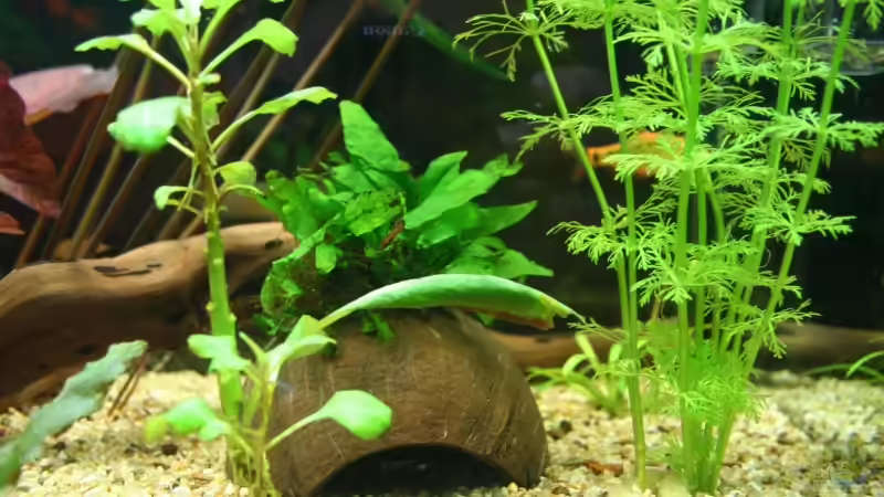 20.10.2008 von hirschjäger (43)