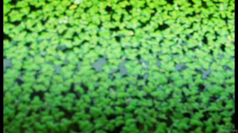 20.10.2008 von Michaela (16)