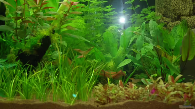 20.10.2012 Nahaufnahme mitte von Sven Seibert (26)