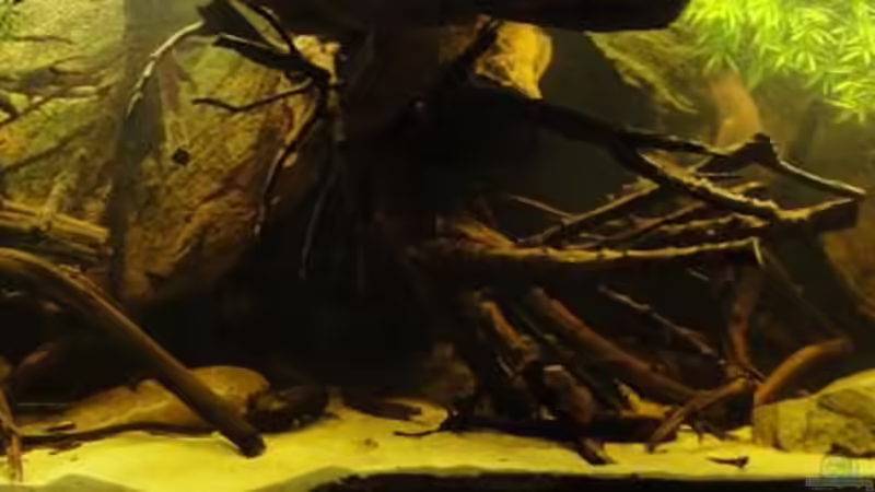 20.11.11 ohne Wasseraufbereiter von Laura (4)