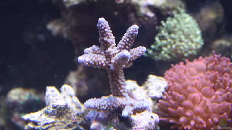 20.11.2009 Acro. neu von Stephan Ascher (35)