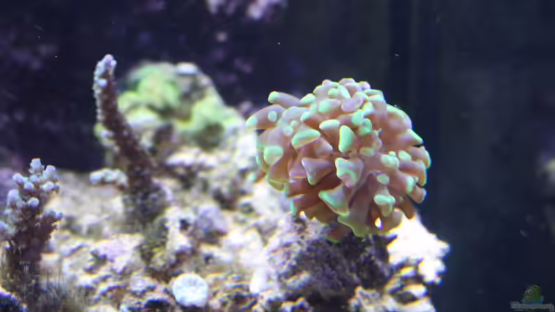 20.11.2009 E. paraancora (neu) von Stephan Ascher (36)