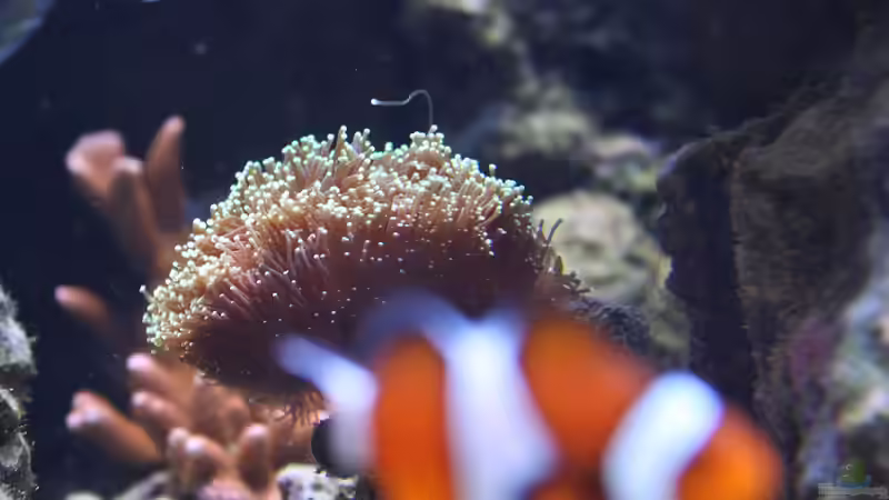 20.11.2009 galaxea von Stephan Ascher (39)