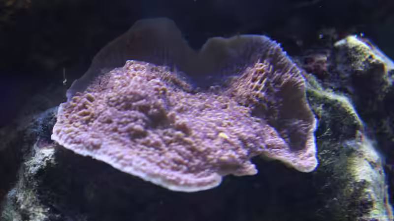 20.11.2009 monti von Stephan Ascher (38)