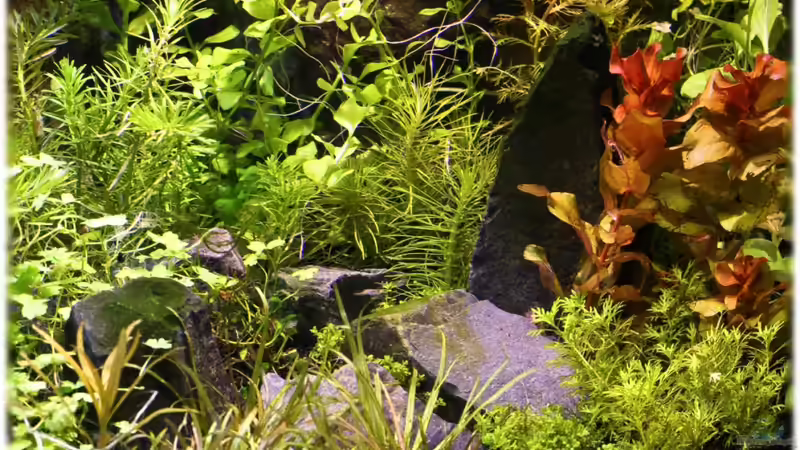 20.11.2011 von Ralf64 (35)