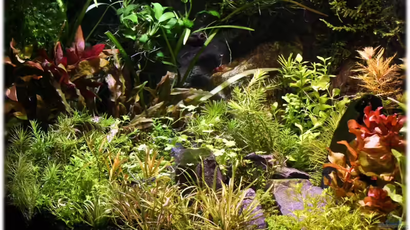 20.11.2011 von Ralf64 (36)