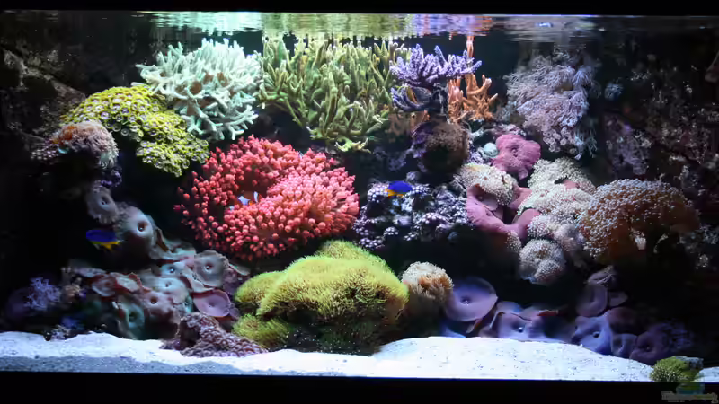 20.11.2016 es wächst und wächst und wächst von Susanne Axt (8)