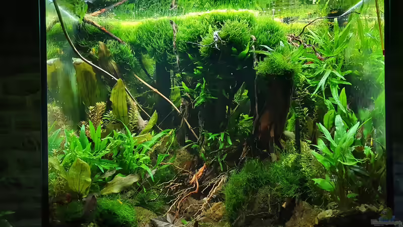 20.11.2021 der Hintergrund ist von Moosen überwachsen  von der Theoretiker (17)