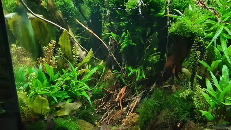 20.11.2021 überwachsen mit Moos von der Theoretiker (16)