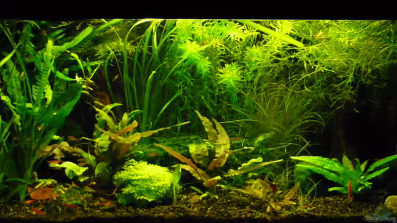 20.12.09 von Wels (6)