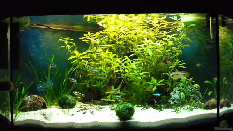 20.12.09 vor dem Umbau von Andy_daHousecat (2)