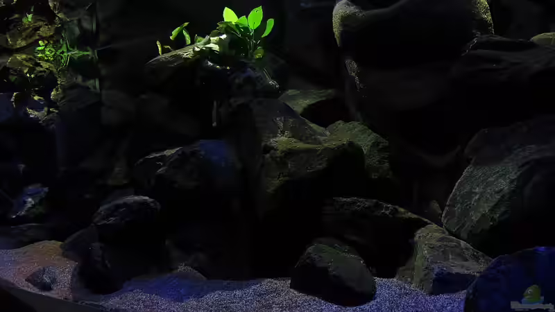 20.12.12 Annubie thront über Steinaufbau von bossie1704 (34)