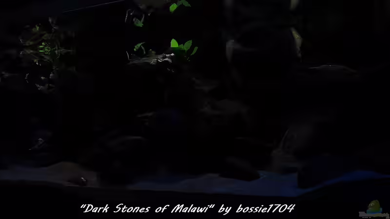 20.12.12 Der Mond ist bereits aufgegangen, das Tageslicht kurz vor der Dunkelheit von bossie1704 (27)