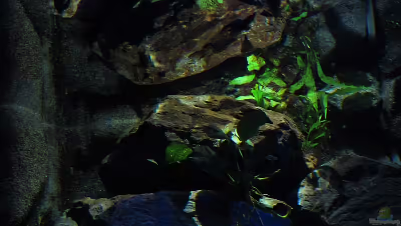 20.12.12 Linker Steinaufbau - der Javafarn wächst sogar ein wenig ;-) von bossie1704 (33)