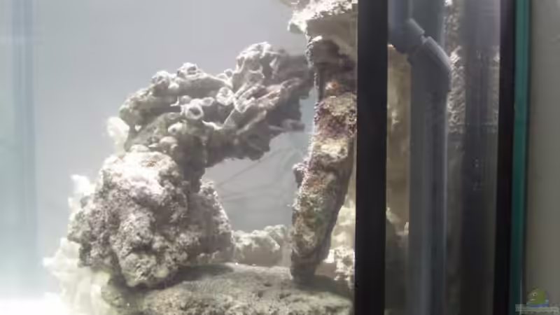 20.12.2008 Becken von rechts von Stephan Ascher (4)