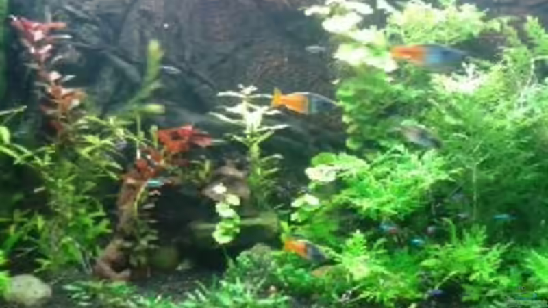 20.12.2012 Algen weg dank gutem Pflanzenwuchs von Jankow (6)