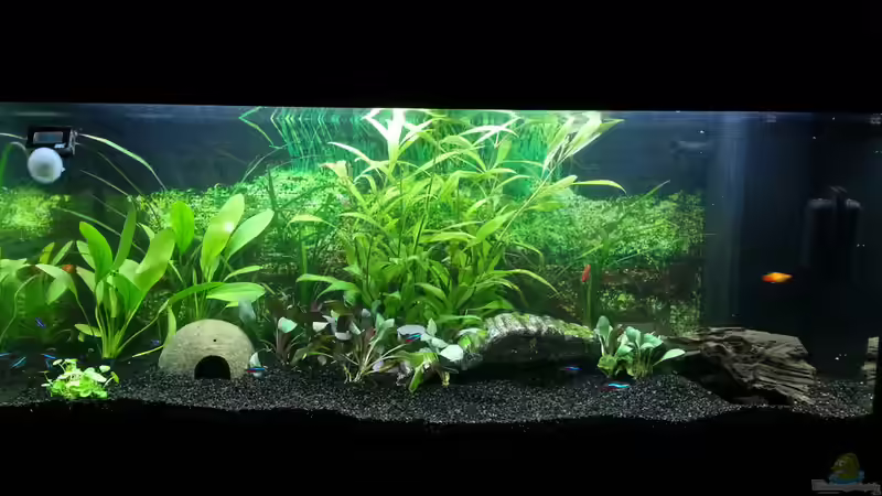 20.12.2012 von Pulle (8)